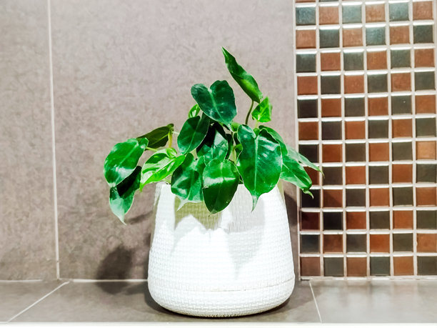 在泰国清迈男子洗手间的装饰架上摆放的小白色盆栽植物照片。图片下载