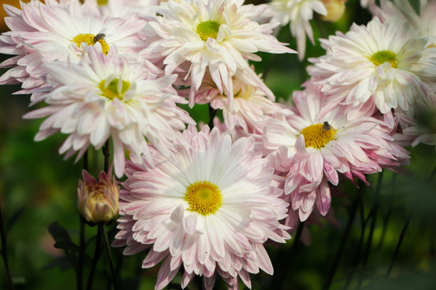 粉色菊花花束的特写照片。美丽的花卉背景，可用于日历、横幅和明信片。图片下载