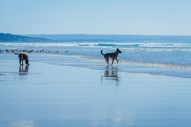 这张生动的海滩照片展示了两只狗在海岸线上奔跑，其中一只在前景中快乐地跳跃穿过浅水，留下小水花。图片下载