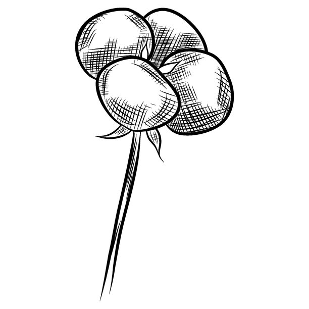 手绘棉花线条艺术插画。棉球在白色背景上隔离。棉花植物黑白插画。图片下载