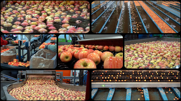 现代水果加工厂中的苹果加工 - 照片拼贴图片下载
