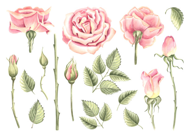 玫瑰花与花蕾和绿叶的集合。手绘水彩插图集，独立展示。春季盛开的花园植物。用于邀请函、卡片、婚礼、贴纸和情人节的剪贴画。图片下载