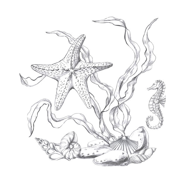 海星、海马和贝壳在海藻中，手绘铅笔素描。适用于鱼餐厅设计、菜单、纺织品和印刷产品的独立插图，风格真实。图片下载