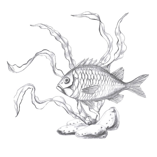 海鲈鱼与海藻，手绘铅笔素描。适用于鱼餐厅设计、菜单、纺织品的独立插图，风格真实。图片下载