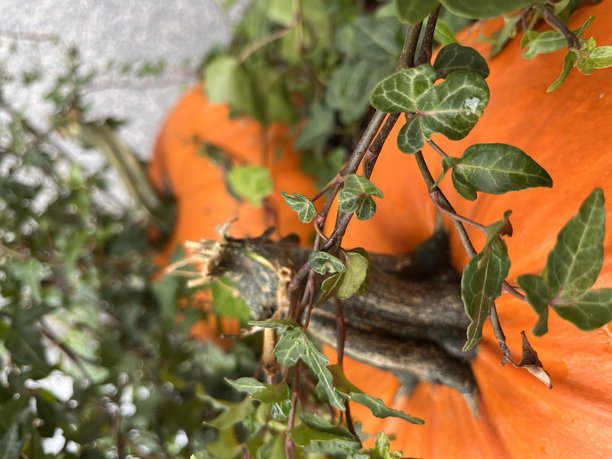 一张特写照片，展示了两只大型明亮的橙色南瓜，躺在绿色叶子中，背景略微模糊。图片下载