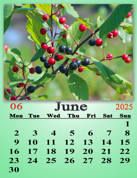 2025年6月的日历，配有带浆果的黑枸杞树枝照片图片下载