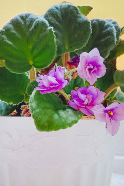 紫色花朵在窗台的花盆中生长。竖版照片。图片下载