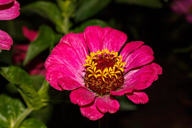院子里的百日草或泽尼亚。美丽花朵的特写照片。图片下载