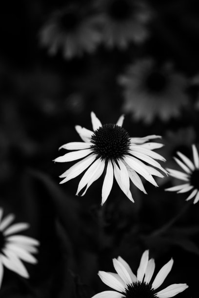 黑白照片的紫花菊，白色花瓣图片下载