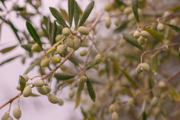 雨中的橄榄枝，带着叶子和果实。雨滴挂在成熟的绿色橄榄上。橄榄树特写照片。图片下载