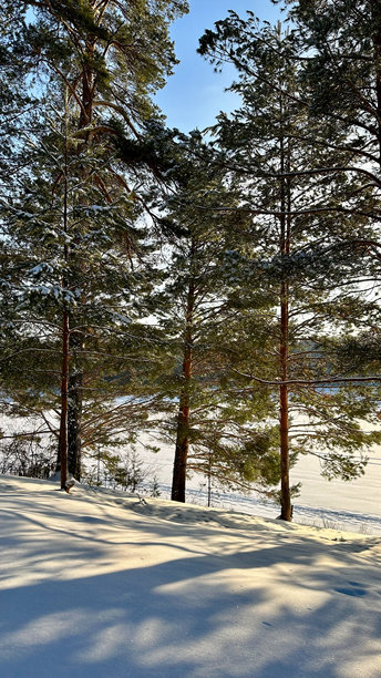 阳光明媚的冬日，河岸高大的树木，树影映在雪地上，手机上的照片图片下载