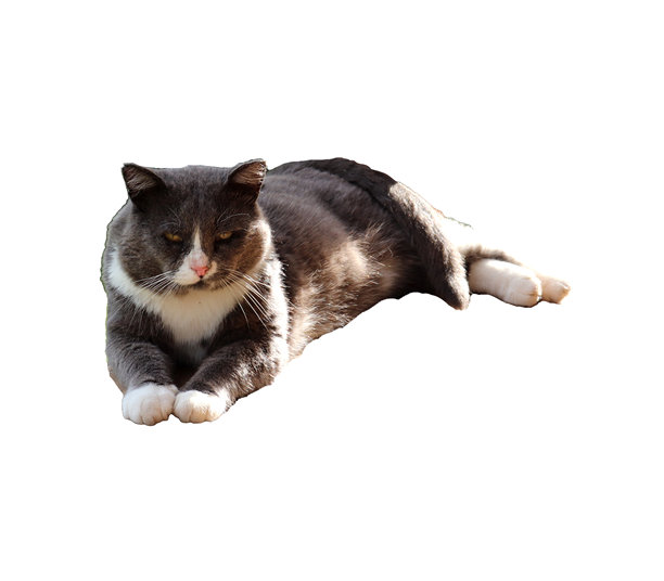 灰色的不满黄眼猫趴在肚子上，前爪收起 - 彩色照片，适合设计使用图片下载