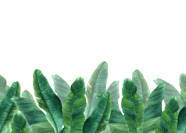 横向无缝横幅，边框由热带香蕉树叶组成。手绘植物插图，独立于白色背景。适用于剪贴画、卡片、邀请函、标签、包装和海报。图片下载