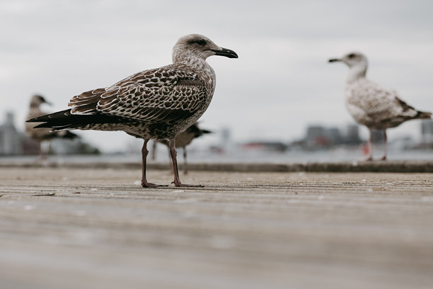 户外海鸥照片，鸟类摄影。城市中的野生动物图片。图片下载