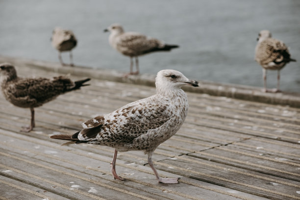 户外海鸥照片，鸟类摄影。城市中的野生动物图片。图片下载