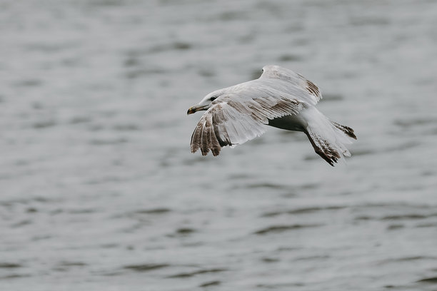 户外海鸥照片，鸟类摄影。城市中的野生动物图片。图片下载