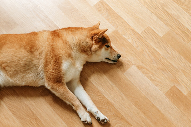 美丽的柴犬在家居室内的照片。温馨房间里的宠物生活，动物肖像。图片下载