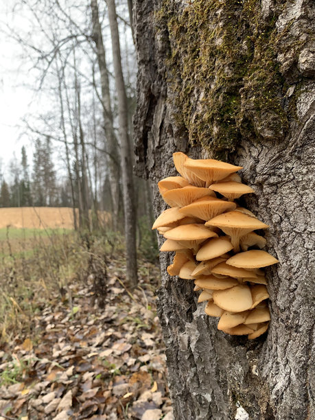 秋季森林中树干上的黄色蘑菇和绿色苔藓，深秋，手机拍摄的照片图片下载