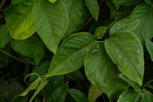 几片绿色植物叶子的照片。保护自然，环境。图片下载