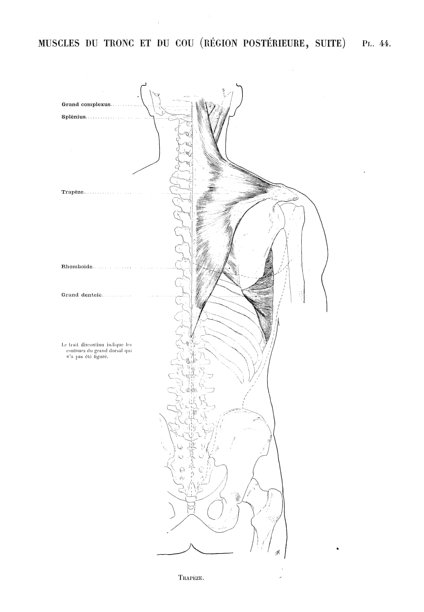 人体解剖学插图取自法国古董艺术书籍:颈部和躯干肌肉图片下载