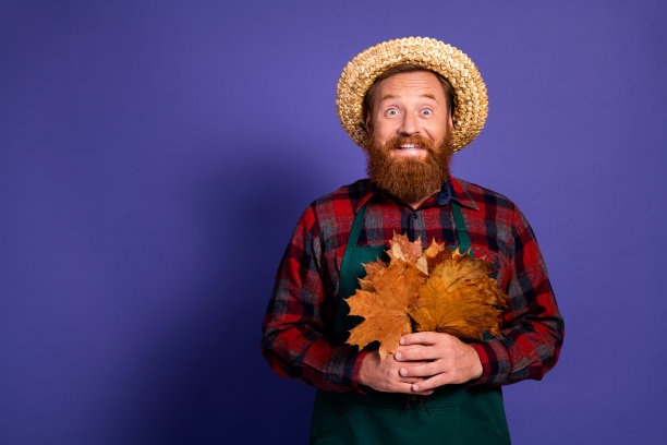 农民员工手持一束枫叶的照片，秋季收获时节，背景为紫色。图片下载