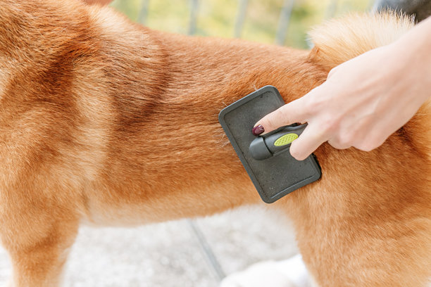 给狗狗美容的照片。女性手在为柴犬梳毛，女性是动物美容师。宠物护理设备摄影。图片下载