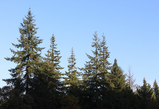 英格兰林地的树冠照片，背景是无云的蓝天。秋季的英国林地，留有空白空间。图片下载