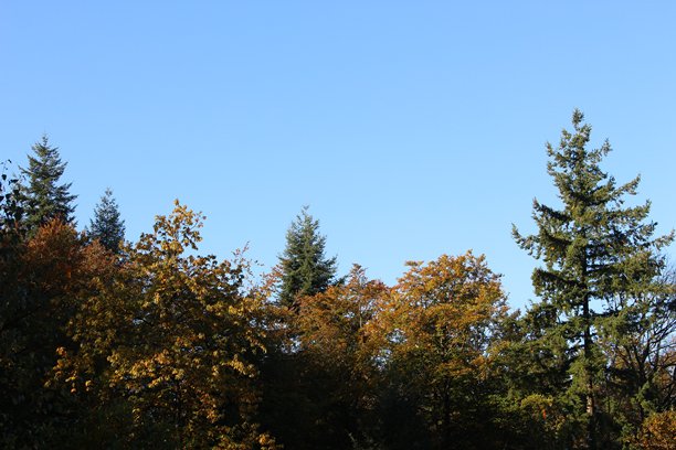 英格兰林地的树冠照片，背景是无云的蓝天。秋季的英国林地，留有空白空间。图片下载