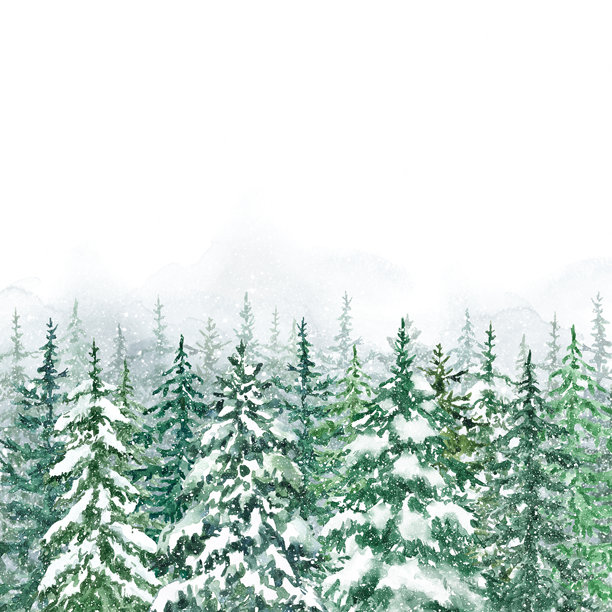 水彩冬季松树森林，背景为白色。手绘的云杉和松树插图，伴有飘落的雪花。图片下载