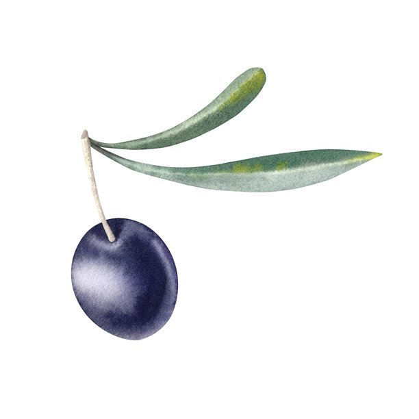 白色背景上的橄榄枝，挂满黑色成熟的果实。水彩手绘插图。地中海水果和浆果。用于橄榄油标签的植物剪贴画。图片下载