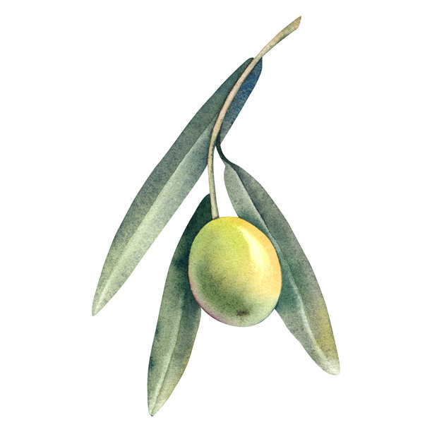 白色背景上的橄榄枝，带有绿色成熟的果实。水彩手绘插图。地中海水果和浆果。用于橄榄油标签的植物剪贴画。图片下载