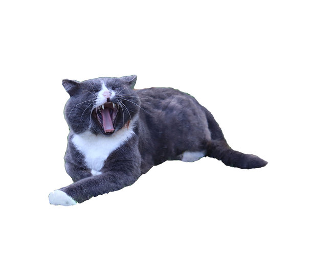 灰色猫咪趴着打哈欠 - 彩色照片，适合设计使用图片下载