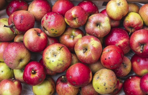 新鲜采摘的苹果特写照片。图片下载