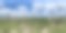 用无人机拍摄的苏里南帕拉马里博棕榈树花园的360度航拍照片图片下载