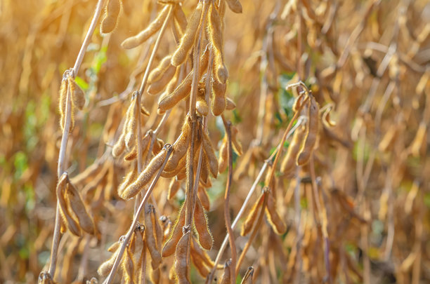 金色成熟的棕色大豆在种植园中，特写。大豆田在金色光辉中。微距照片，模糊。图片下载