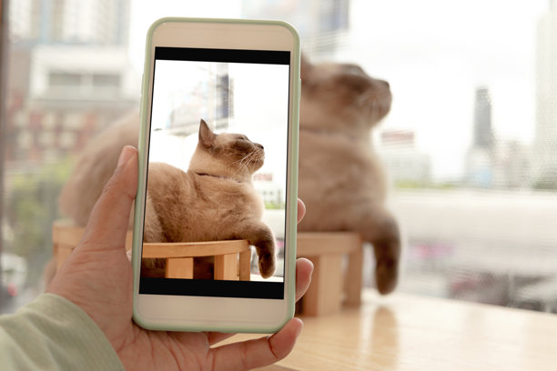 主人用手机拍摄可爱的猫咪。人们在家中与宠物共度时光，捕捉宠物的顽皮瞬间。主人智能手机上的可爱猫咪照片。图片下载
