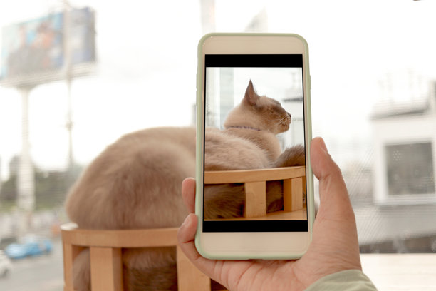 主人用手机拍摄可爱的猫咪。人们在家中与宠物共度时光，捕捉宠物的顽皮瞬间。主人智能手机上的可爱猫咪照片。图片下载