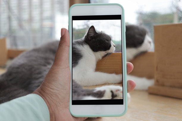 主人用手机拍摄可爱睡猫的照片。人们在家中与宠物共度时光，捕捉宠物的顽皮瞬间。主人智能手机上的可爱猫咪照片。图片下载