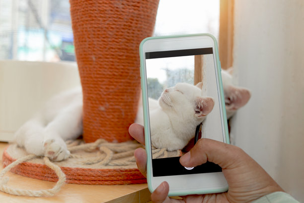 主人用手机拍摄可爱睡觉的猫。人们在家中与宠物共度时光，捕捉宠物的顽皮瞬间。手机上显示一只白色猫咪的照片。图片下载