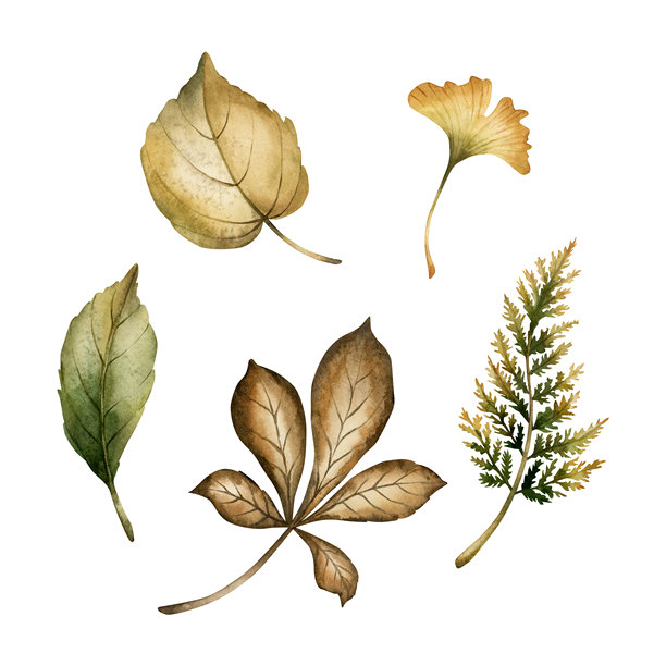 栗树、桦树、蕨类植物和银杏的叶子。秋季树叶。手绘水彩花卉插图，适合秋季使用。图片下载