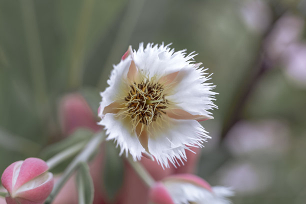 白色花朵的背景。开花树的壁纸。带有留白的背景。祝贺用的图片。异国花卉。室内海报。房屋用的图片。花朵特写，微距照片。图片下载