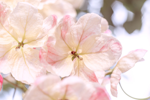 白色花朵的背景。开花树的壁纸。带有留白的背景。祝贺用的图片。异国花卉。室内海报。房屋用的图片。花朵特写，微距照片。图片下载