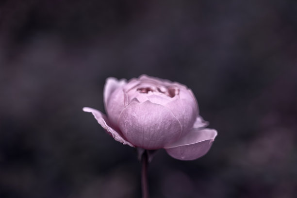 紫丁香花背景。带有玫瑰的壁纸。留有空白的背景。祝贺用的图片。花园花卉。室内海报。房屋用的图片。花卉特写，微距照片。图片下载