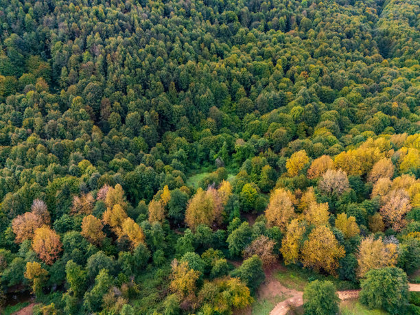 美丽的彩色森林鸟瞰图。土耳其黑海森林的秋季航拍视频。高质量照片。图片下载