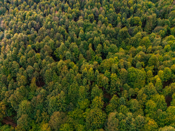 美丽的彩色森林鸟瞰图。土耳其黑海森林的秋季航拍视频。高质量照片。图片下载