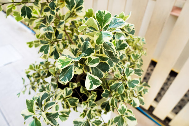 特写照片展示了在后院白色花盆中生长的槲寄生无花果/槲寄生橡胶植物的叶子。图片下载