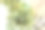 特写照片展示了在后院白色花盆中生长的槲寄生无花果/槲寄生橡胶植物的叶子。图片下载