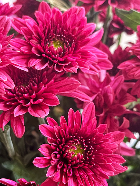 白色菊花的特写照片图片下载