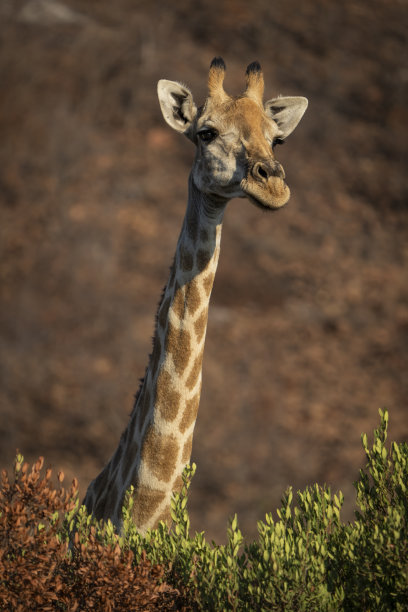 一只雄伟的长颈鹿在非洲灌木丛中高高站立，照片是在一次野生动物园游览中拍摄的肖像。图片下载
