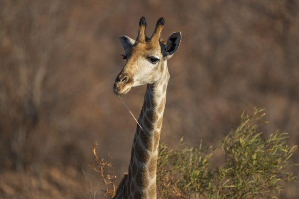 一只雄伟的长颈鹿在非洲灌木丛中高高站立，照片是在一次野生动物园游览中拍摄的肖像。图片下载